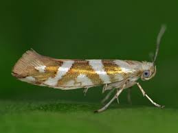 Black And White Insect With Wings Uk Small But Beautiful The Bronze Alder Moth Is A Very Common Micro Moth Found Throughout The Uk Except Shetland In June Moth Uk Moths Butterfly Conservation