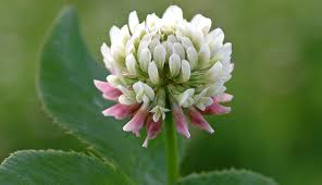 Edible And Abundant White Clover Hobby Farms