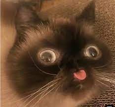 Blog safe cat safe wildlife. Sneeze Forgive Vandalize Cat With Tongue Hanging Out Meme Bergenpianostudio Com