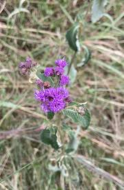 Image result for Vernonia brachycalyx