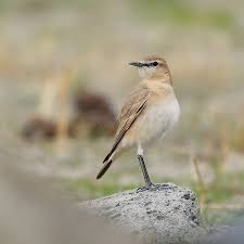 Image result for Isachne buettneri