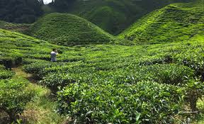 Check spelling or type a new query. Jalan Jalan Di Cameron Valley Tea Cameron Highlands Azyyati Liah