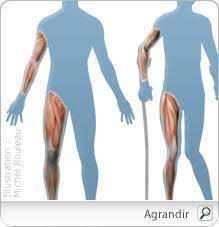 Dystrophie Musculaire Definition Causes De Cette Maladie