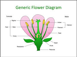 Vipin sharma biology blogs for more information regarding every national level competitive exam in which biology is a part. Botany Lecture 9 Flashcards Quizlet