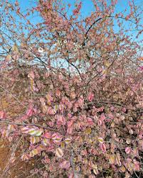 Image result for Phaeoptilum spinosum