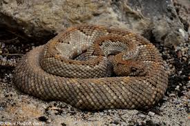 Check spelling or type a new query. Image Crotalus Durissus Unicolor Aruba Island Rattlesnake Biolib Cz