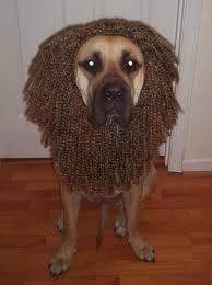 Dog Lion Mane Costume S M L Xl Xxl Super Cute 26 99 Via Etsy Dog Lion Mane Dog Lion Costume Pet Costumes