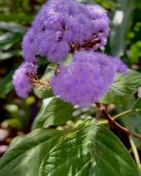 Image result for Bartlettina