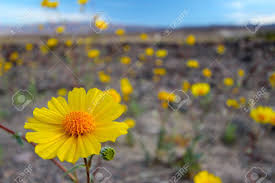 We did not find results for: Super Bloom Of Wildflowers Desert Sunflower Death Valley National Park California Spring 2016 Stock Photo Picture And Royalty Free Image Image 65236903