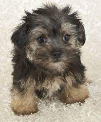 Why buy a puppy for sale if you can adopt and save a life? Morkie For Sale Near Cleveland Ohio Morkie Morkie Puppies Puppies