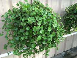 Swedish Ivy An Old Time Favorite Trim It Monthly To Keep It S Rounded Shape The Cuttings Can Be Rooted House Plants Indoor Container Plants Indoor Plants
