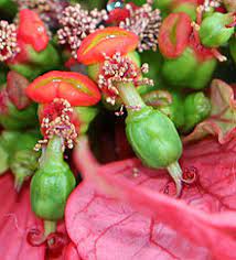 Euphorbia Wikipedia Poinsettia Plant When To Plant Seeds Propagating Plants