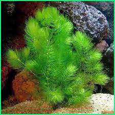 10 Macam Dan Jenis Tanaman Hias Untuk Aquarium Air Tawar Dunia Fauna Hewan Binatang Tumbuhan Aquarium Air Tawar Planted Aquarium Tanaman