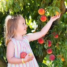 The florida king peach tree (runus persica 'florida king) also known as the flordaking is a widely popular peach for their sweet, juicy fruits and beautiful blossoms. Florida King Peach Trees For Sale Fastgrowingtrees Com