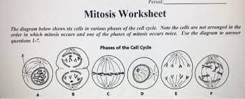 To review this topic refer to from a cell to an organism: Period Mitosis Worksheet The Diagram Below Shows Six Chegg Com