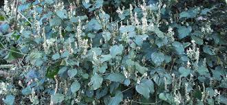 Image result for Dissotis caloneura