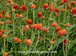 Image result for Sphaeranthus gomphrenoides