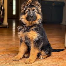 Picture of german shepherd puppies. Gorgeous Pup Theelifeofbane Germanshepherd Gsd Gsdofinstagram Ilovemygsd Dogs Instagram Pup German Shepherd Dogs Shepherd Puppies German Shepherd Puppies