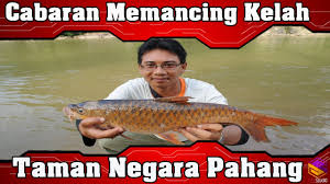 Harga ikan layur di cina juga menjadi informasi yang banyak dicari oleh masyarakat sehingga bisa mengetahui nilai ekspor untuk mengirim ikan layur dsana. Cabaran Memancing Ikan Kelah Taman Negara Pahang Amazing Fishing Malaysia By Rizz Studio