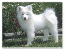 Samoyed Pictures Dogs Samoyed Samoyed Dogs