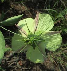 Image result for Pauridiantha paucinervis