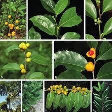 Image result for Warneckea cordiformis