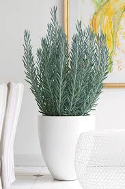 Check spelling or type a new query. 7 Ways To Incorporate Containers In The Landscape Plants Architectural Plants Faux Plants