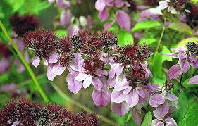 Image result for Combretum mkuzense