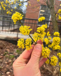 Image result for Cornus mas