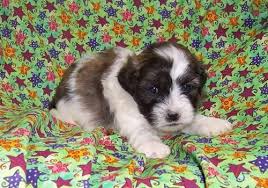 Vet examination and health certificate. Teddy Bear Puppies Shichon For Sale Minnesota