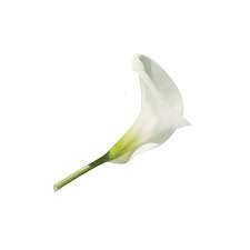 Wedding Flowers Bouquets Calla Lily Wedding Flowers Flower Bouquet Wedding Weddings By Color