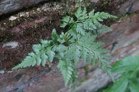 Image result for Asplenium adiantum-nigrum