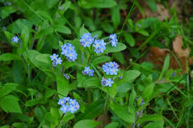 Non ti scordar di me Non Ti Scordar Di Me Fiori Da Giardino La Bellezza Dei Fiori Non Ti Scordar Di Me