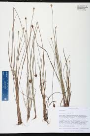 Image result for Xyris capillaris