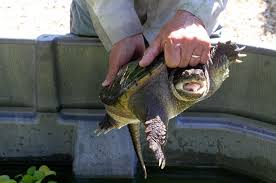 Common snapping turtles will hatch after three to six months based on the weather. The Vineyard Gazette Martha S Vineyard News Tough Guy Of Turtle Family Snappers Rule The Ponds