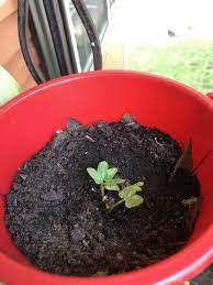 My Morning Glory Plant Has Just Sprouted After About Five Days In The Pot Gardening Garden Diy Home Flowers Rose Morning Glory Plant Morning Glory Plants