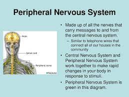 The Nervous System The Right Half Of The Brain Controls The Left Half Of The Body This Means That Only Left Handed People Are In Their Right Mind Ppt Download