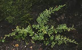 Image result for Asplenium dregeanum