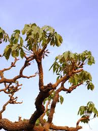 Image result for Cussonia corbisieri