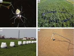 Aphids, thrips, plus beetles), natural enemies are needed for each pest. Methods To Identify The Prey Of Invertebrate Predators In Terrestrial Field Studies Birkhofer 2017 Ecology And Evolution Wiley Online Library