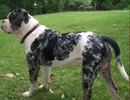 Any thoughts for these hips? Alapaha Blue Blood Bulldog Breeders And Kennels Alapaha Blue Blood Bulldog Puppies For Sale