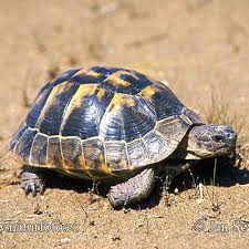 Ce mananca o broasca testoasa. Broasca Testoasa Dobrogeana Toate Animalele