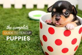 It's just so cute, and oh so silly! Teacup Dog Guide Price Cost By Breed Ownership Health Facts Faqs Canine Bible