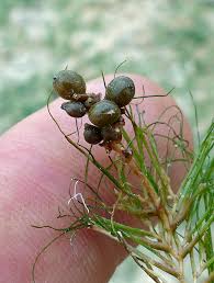 Image result for Stuckenia