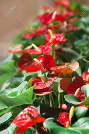 The fruit are tiny little creamed colored bublets attached to leaf stalks (b). Beautiful Red Flowers With Green Leaves In The City Park A Big Stock Photo Picture And Royalty Free Image Image 100761141