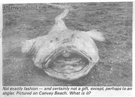 The Canvey Island Monster - Beyond the Point