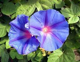 Pin On Flowers
