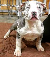We did not find results for: Probulls Xxl Pitbulls For Sale
