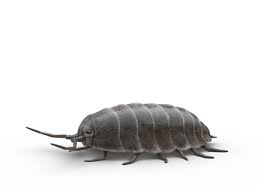 If they aren't the pill bugs, how do i determine what would cause it? Sowbugs Pillbugs How To Get Rid Of Sowbugs Pillbugs Raid Bug Basics