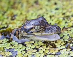 59 Endearing Names For Baby Animals Baby Bearded Dragon Baby Alligator Bearded Dragon Care